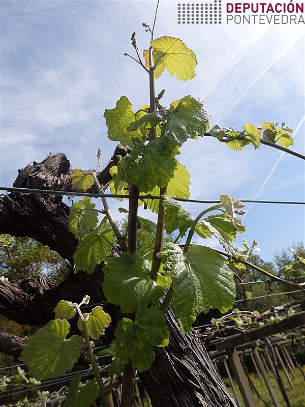 Vid - Grapevine - Vide >> Hai viñas moi esporadias con elevado desenvolvemento de gromos.jpg